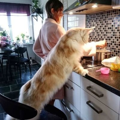 maine coon
