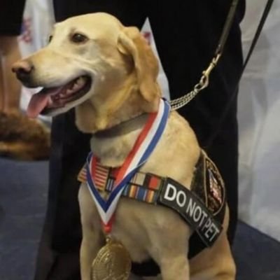 5 historias heroicas de Labradores Retriever 3 héroes caninos