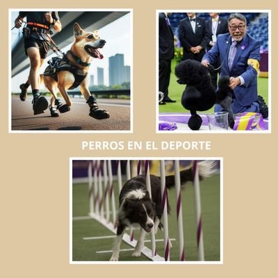 Genial 8 Funciones esenciales de los Perros 9