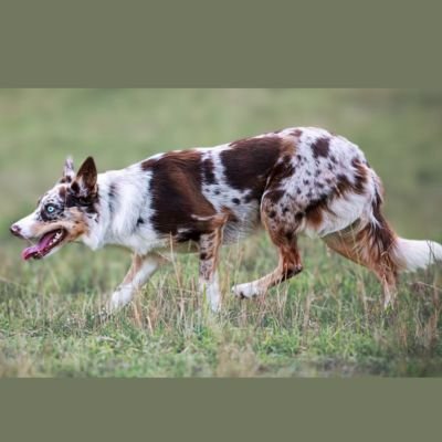 border collie