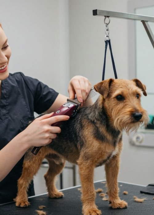 Texto del párrafo (1) peluquería para perros y estetica