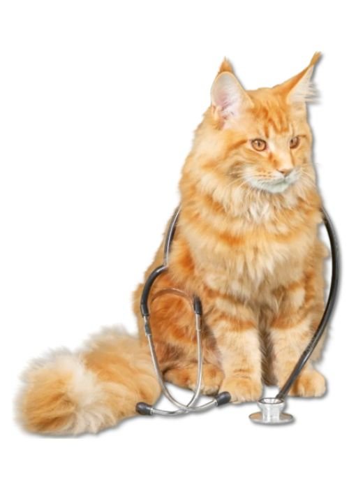 CURSO: MARKETING PARA VETERINARIAS 2