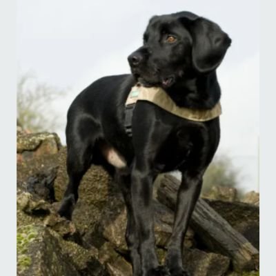 5 historias heroicas de Labradores Retriever 7 héroes caninos