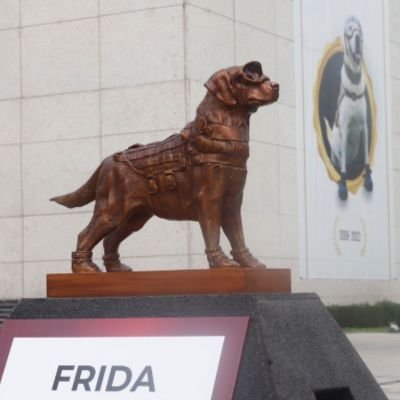 5 historias heroicas de Labradores Retriever 10