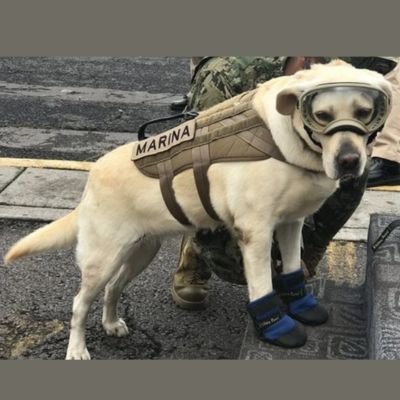 5 historias heroicas de Labradores Retriever 9 héroes caninos