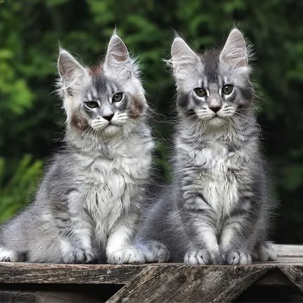 alimentación para el maine coon