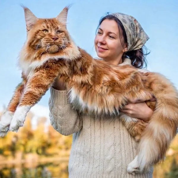 Salud del Maine coon para sus cuidados