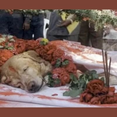 5 historias heroicas de Labradores Retriever 6