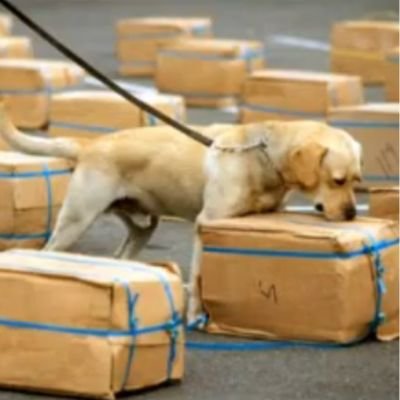 5 historias heroicas de Labradores Retriever 4 héroes caninos