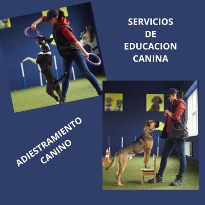 Fenomenal 9 “Negocios Pet-Friendly” para emprender 10 negocios Pet-Friendly