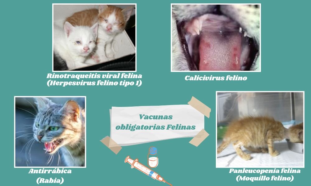 Guía Eficaz : Vacunación en Gatos y Gatitos 😺💉 2 vacunación en gatos