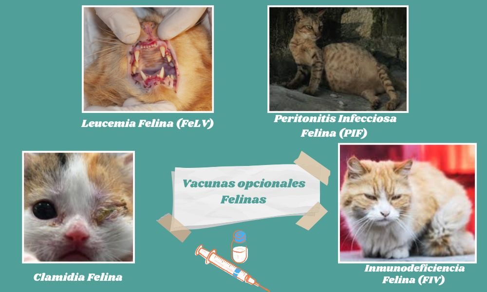 Guía Eficaz : Vacunación en Gatos y Gatitos 😺💉 3