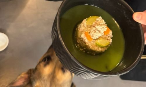 Tendencia en auge: Emprender en repostería y snacks para mascotas conquista corazones y colitas 16