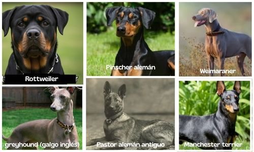 (3) “Dóberman Pinscher: Características, Cuidados y Todo lo que Debes Saber de Esta Raza Imponente” 3