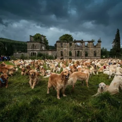 Festival anual del Golden Retrievers en Escocia