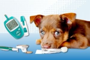 Dieta Cocinada para Mascotas con diabetes