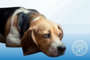 Dieta Cocinada para Mascotas con insuficiencia renal