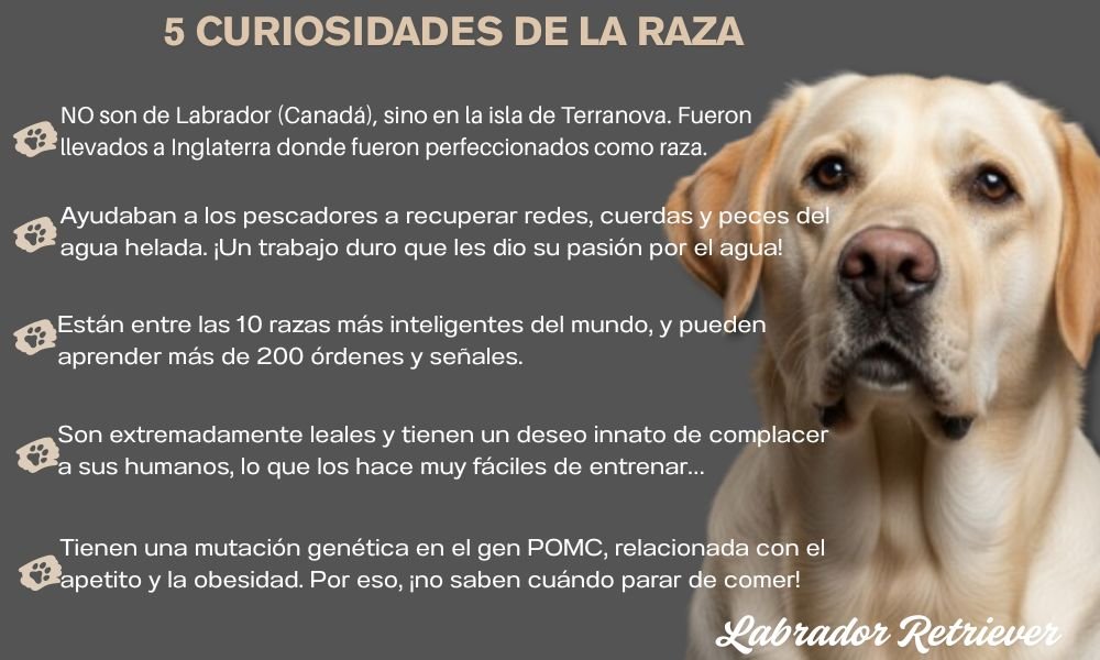(8) Labrador Retriever: Todo sobre esta Raza Formidable 6