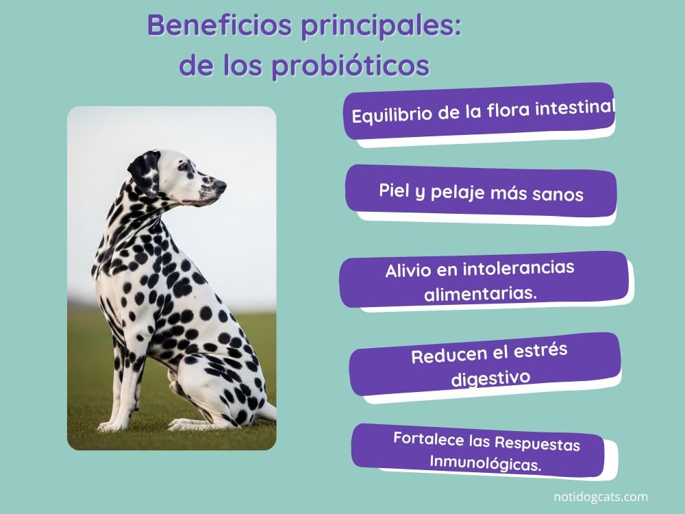 Salud Digestiva y Probióticos en Perros: Clave para su Bienestar Total 🐾 3 beneficios de los Probióticos en perros