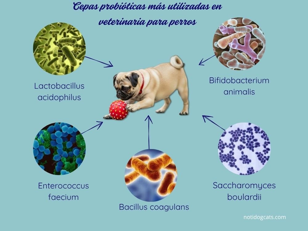 Salud Digestiva y Probióticos en Perros: Clave para su Bienestar Total 🐾 2 cepas de probióticos en perros