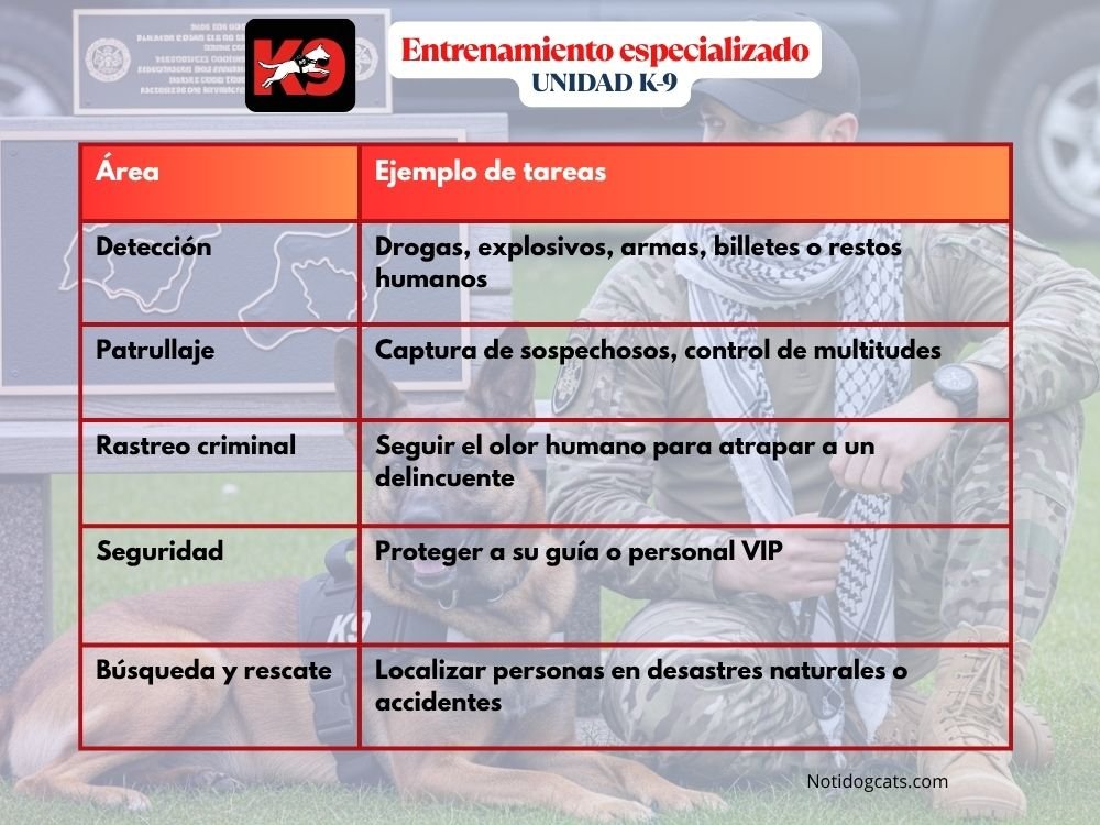 Perros de La Unidad K9. Origen, Funciones Selección y Especificaciones (Parte 1) 6