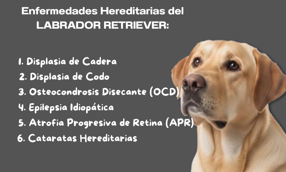 (8) Labrador Retriever: Todo sobre esta Raza Formidable 4