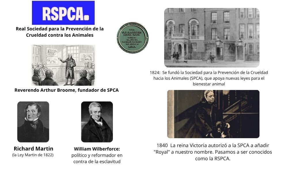 El Origen Histórico de los Refugios de Animales: De la Compasión a la Acción Organizada 2 Origen Refugios de Animales RSPCA