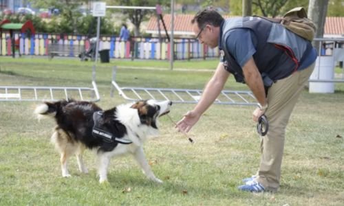 Albatros Un Border collie Detector de Venenos su historia inicia cuando fue rescatado 2014 3 Albatros un Border collie y su entrenador Alfonso Martínez