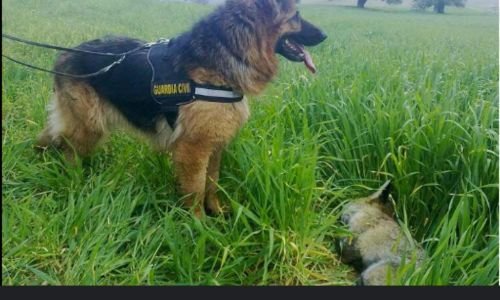 Albatros Un Border collie Detector de Venenos su historia inicia cuando fue rescatado 2014 5 Albatros un Border collie, ISA otra perra detectora de venenos