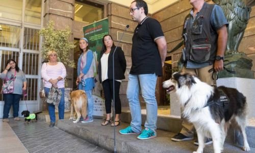 Albatros Un Border collie Detector de Venenos su historia inicia cuando fue rescatado 2014 6 premio otorgado al dúo Albatros un Border collie y Alfonso Martínez