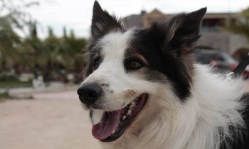 Albatros Un Border collie Detector de Venenos su historia inicia cuando fue rescatado 2014 4 Albatros un Border collie abandonado a héroe