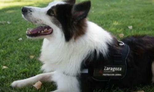 Albatros Un Border collie Detector de Venenos su historia inicia cuando fue rescatado 2014 2 Albatros un Border collie
