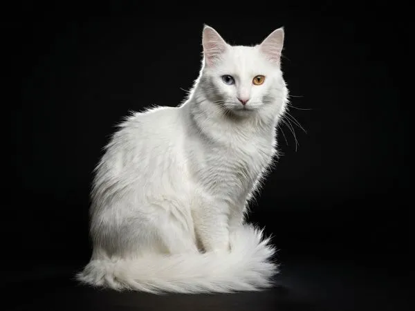 el gato angora turco