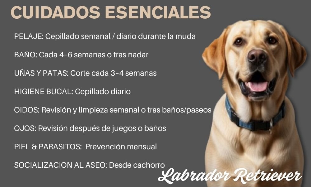 (8) Labrador Retriever: Todo sobre esta Raza Formidable 3