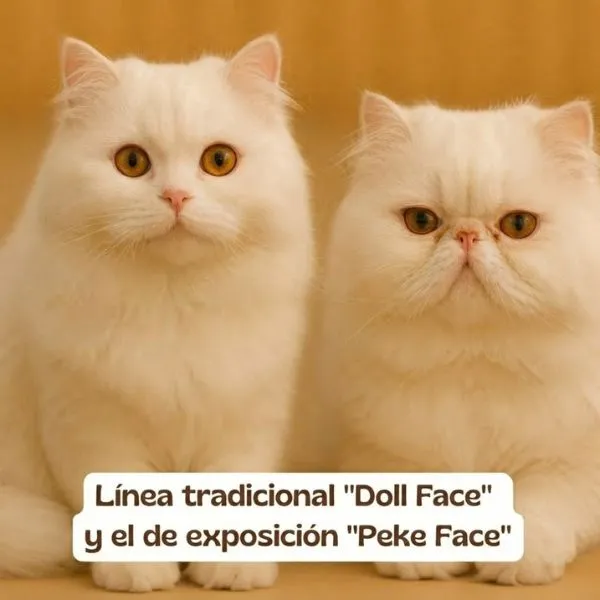 gato persa (8) Variedad de tamaños de gato persa