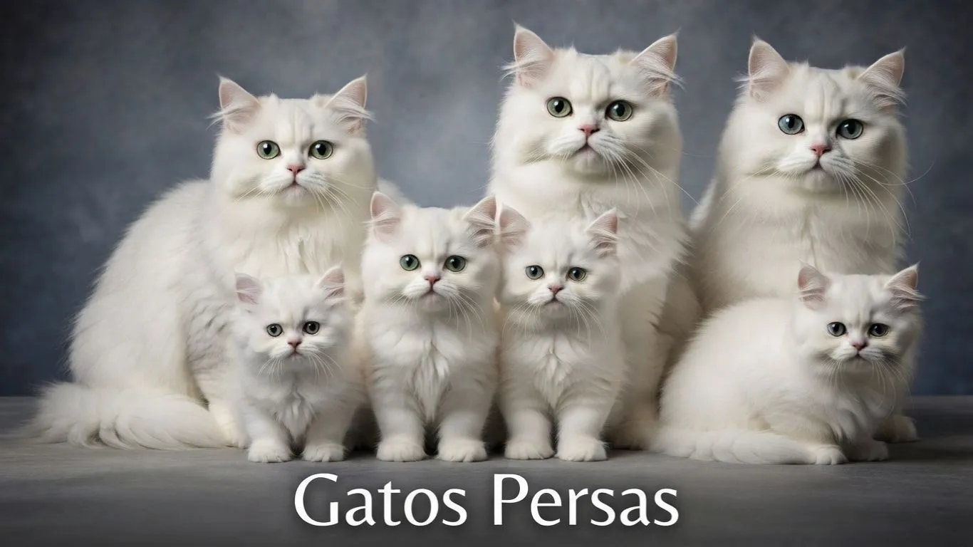 (5) La Raza del Gato Persa: Un Gato Cautivador y Mucho Más 1