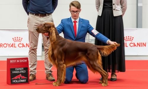 "Historia de los Primeros Clubes Caninos y Estándares de Raza: Cómo Surgieron y Transformaron el Mundo de los Perros"🐾 7