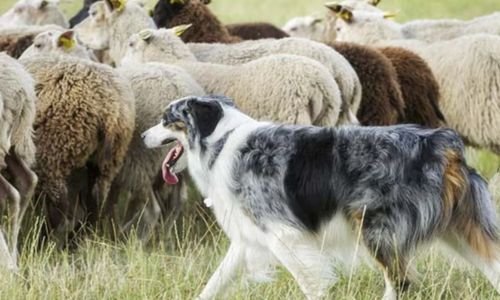 "Historia de los Primeros Clubes Caninos y Estándares de Raza: Cómo Surgieron y Transformaron el Mundo de los Perros"🐾 10