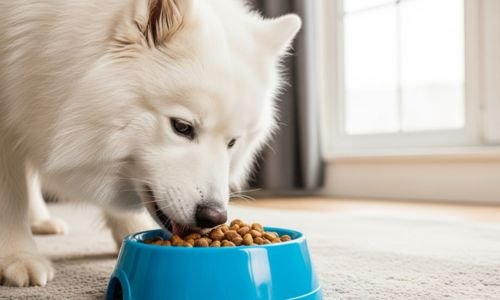 Alimento para Mascotas: Beneficios, Cómo Elegir el Mejor y Comparativa con Dieta BARF y Casera (Parte 2) 7