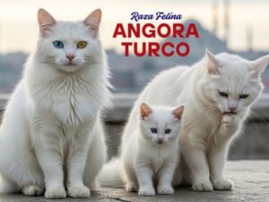 angora turco