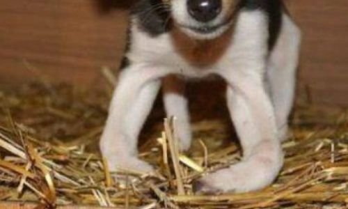 Vitaminas en Perros - Eficaz para una Vida con Energía 4