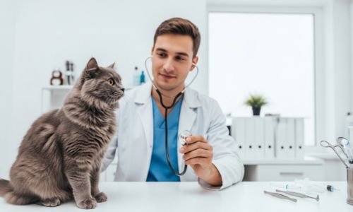 Vitaminas en Gatos: Eficaz para una Vida Saludable 8 Veterinario y paciente felino