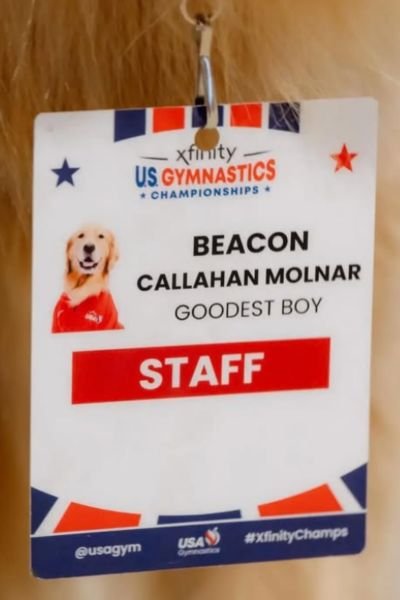 Beacon el Golden Retriever que Iluminó París 2024: Un Caniheroe que demostró el Verdadero Valor del Apoyo Emocional 6 Beacon el Golden Retriever
