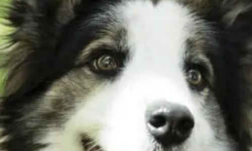 Vitaminas en Perros - Eficaz para una Vida con Energía 2
