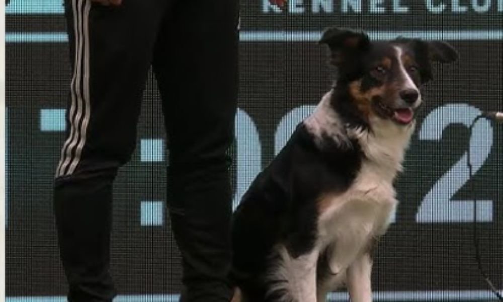 (21) Agility Canino: Un Genial Deporte, Diversión y Vínculo Inquebrantable 7 Agility Canino