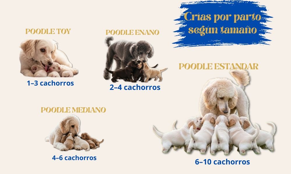 (10) El Poodle (caniche). Todo Sobre Esta raza versátil e inteligente 10 CRIAS POR PARTO SEGUN TAMAÑO RAZA POODLE