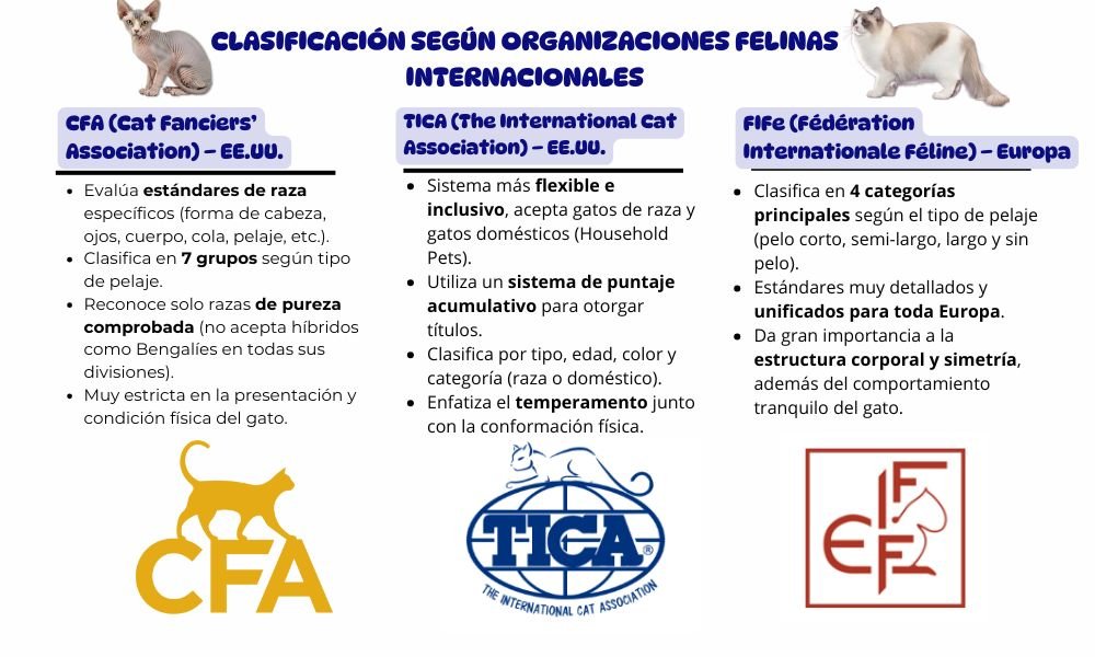 FASCINANTE "Concurso de Belleza Felina" mas 50 razas participantes 3 clasificación según organizaciones felinas internacionales