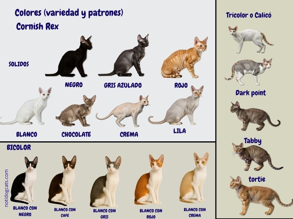 Colores variedad del cornish Rex tabla de colores del Cornish Rex
