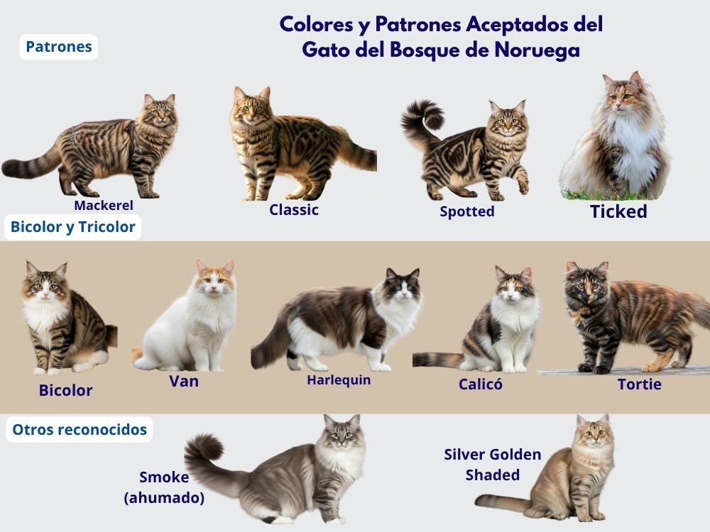 (14) Gato Bosque de Noruega: El Gato Vikingamente Majestuoso 5 Gato Bosque de Noruega colores