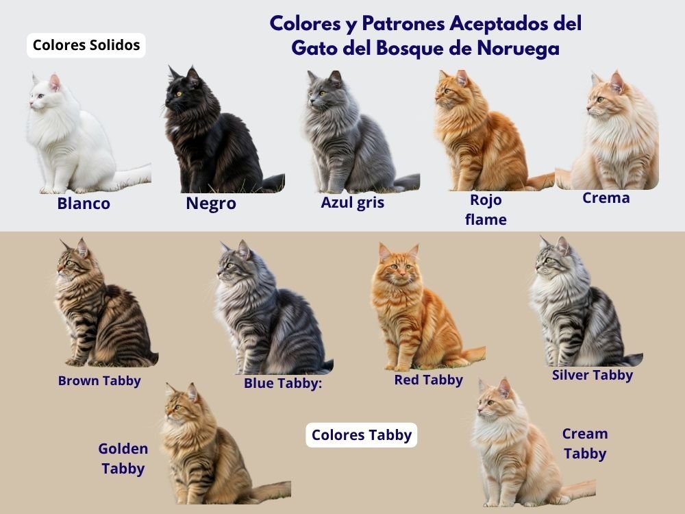 (14) Gato Bosque de Noruega: El Gato Vikingamente Majestuoso 4 Gato Bosque de Noruega